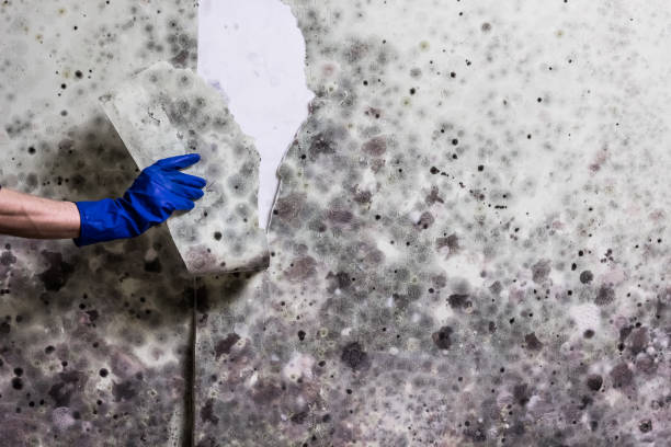 Best Certified Mold Removal  in Homewood, AL
