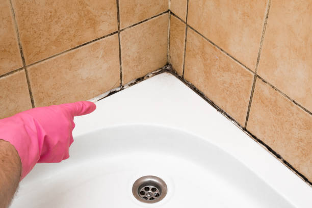 Best Fast Mold Removal  in Homewood, AL